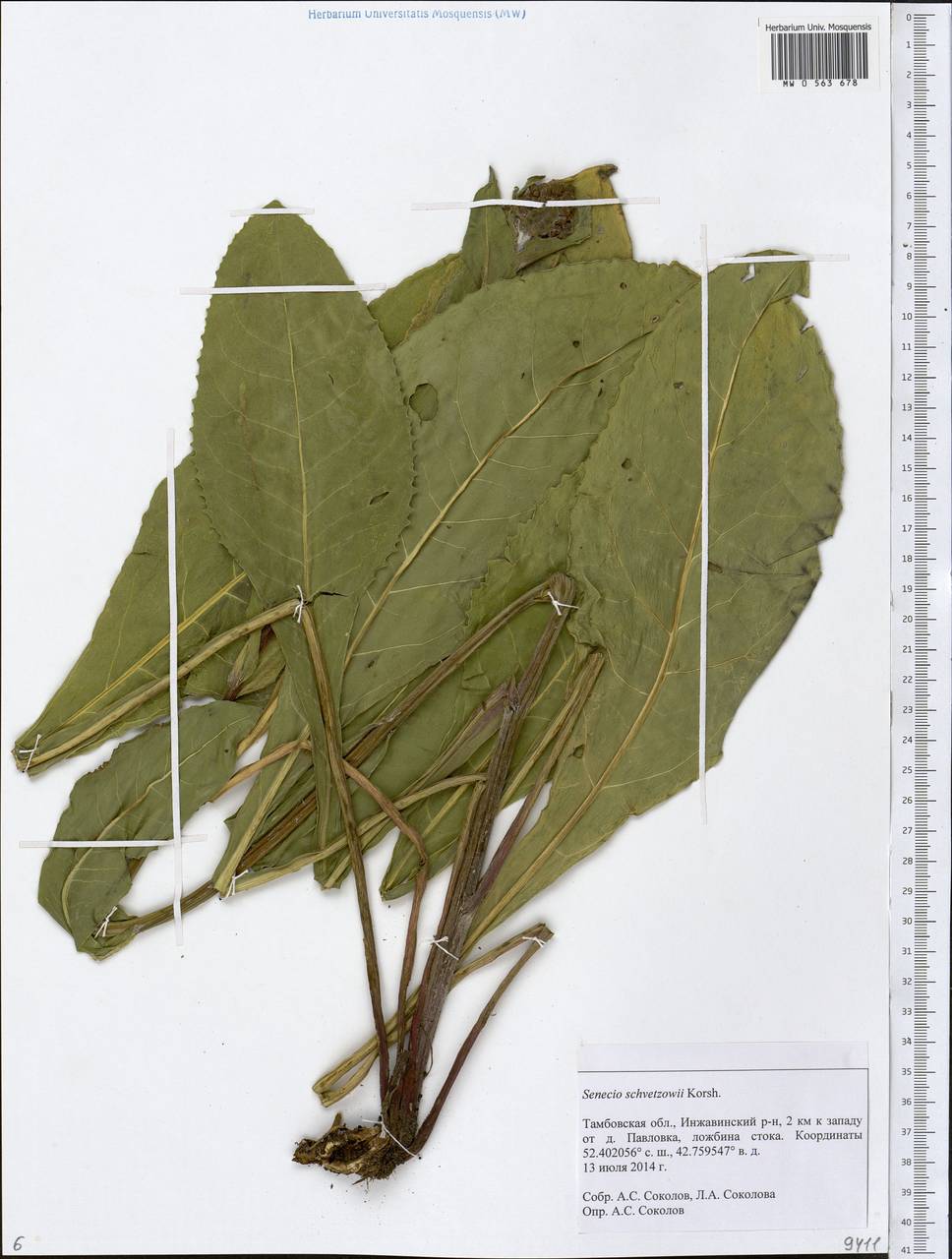 Senecio macrophyllus M. Bieb., Eastern Europe, Central forest-and-steppe region (E6) (Russia)
