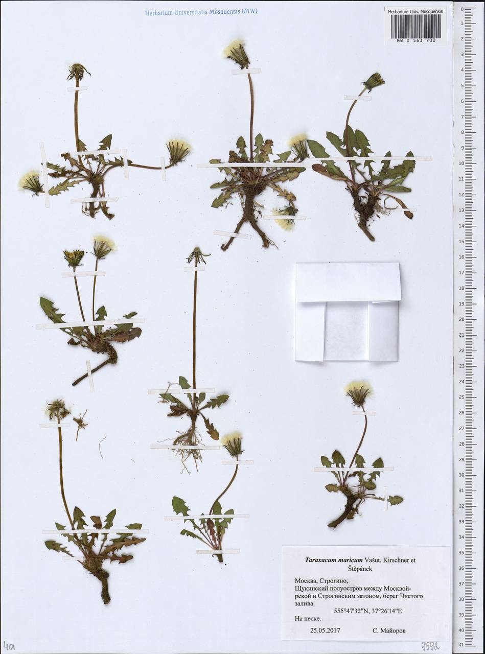 Taraxacum maricum Vasut, Kirschner & Stepánek, Eastern Europe, Moscow region (E4a) (Russia)
