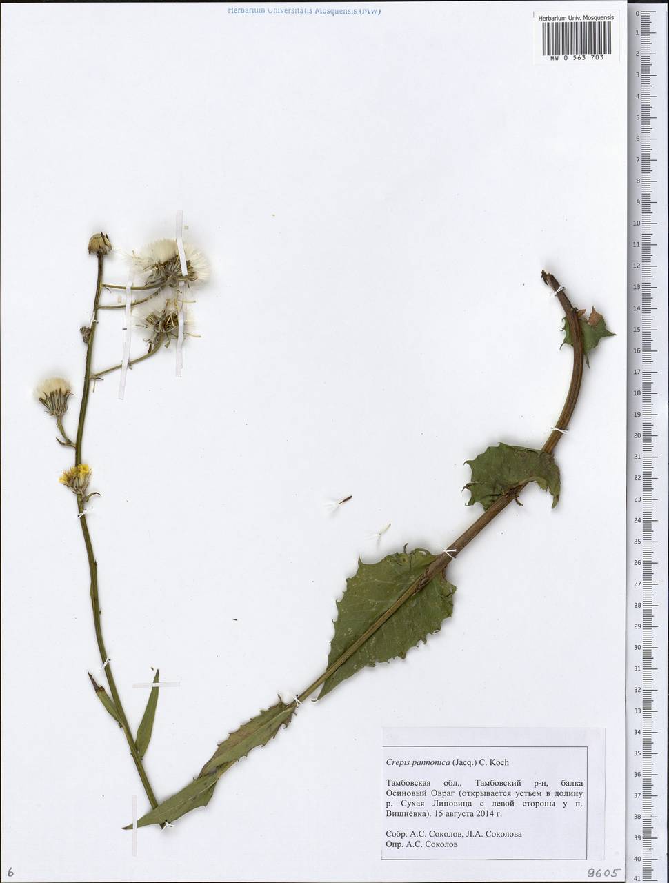 Crepis pannonica (Jacq.) C. Koch, Eastern Europe, Central forest-and-steppe region (E6) (Russia)