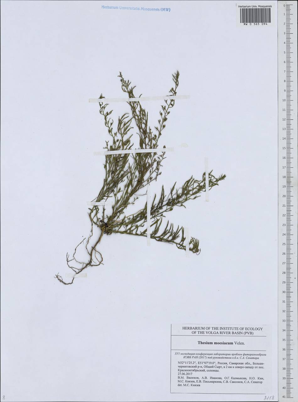 Thesium dollineri subsp. moesiacum (Velen.) Stoj. & Stef., Eastern Europe, Middle Volga region (E8) (Russia)