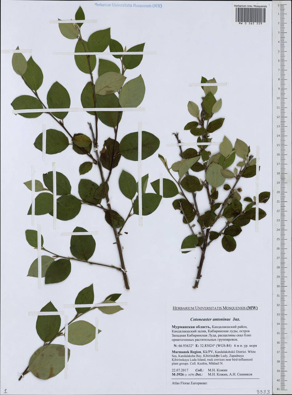 Cotoneaster laxiflorus (J. Jacq.) Lindl., Eastern Europe, Northern region (E1) (Russia)