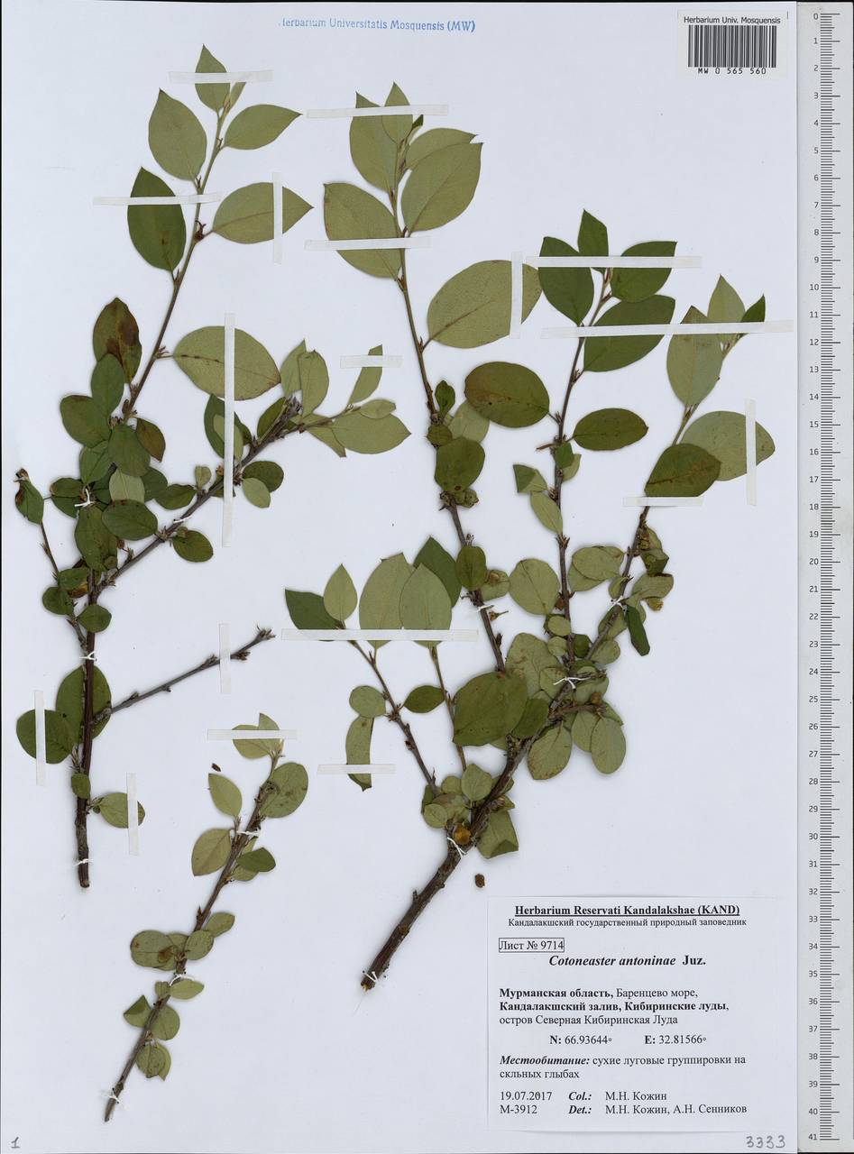 Cotoneaster laxiflorus (J. Jacq.) Lindl., Eastern Europe, Northern region (E1) (Russia)