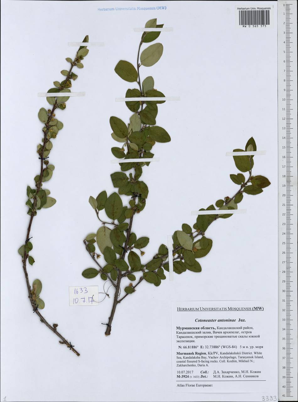 Cotoneaster laxiflorus (J. Jacq.) Lindl., Eastern Europe, Northern region (E1) (Russia)