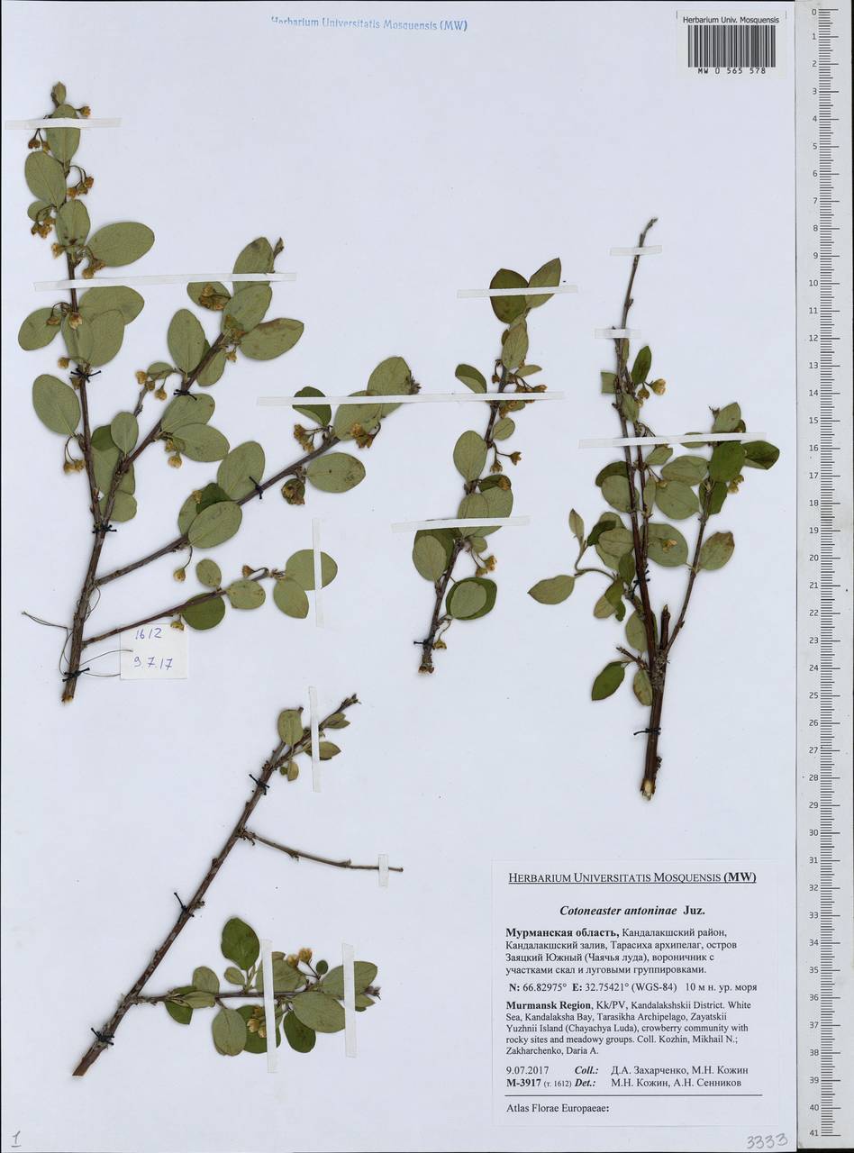 Cotoneaster laxiflorus (J. Jacq.) Lindl., Eastern Europe, Northern region (E1) (Russia)