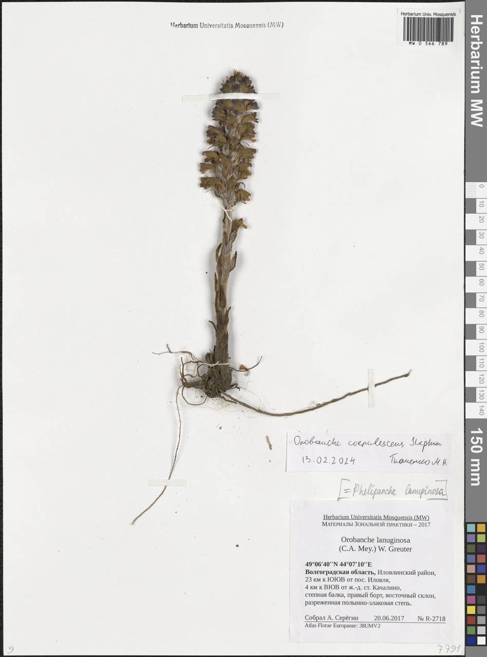Orobanche coerulescens Stephan, Eastern Europe, Lower Volga region (E9) (Russia)