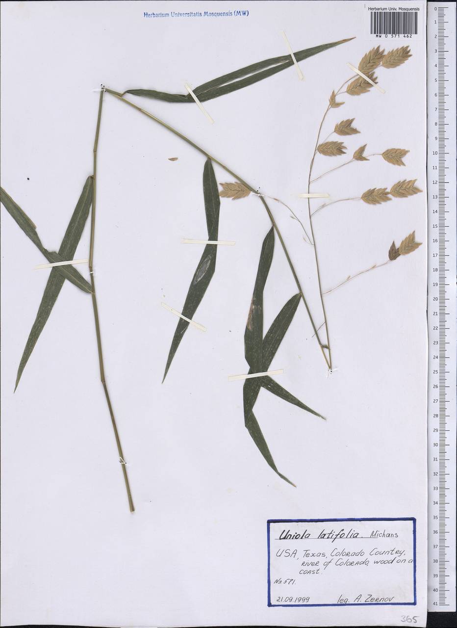 Chasmanthium latifolium (Michx.) H.O.Yates, America (AMER) (United States)