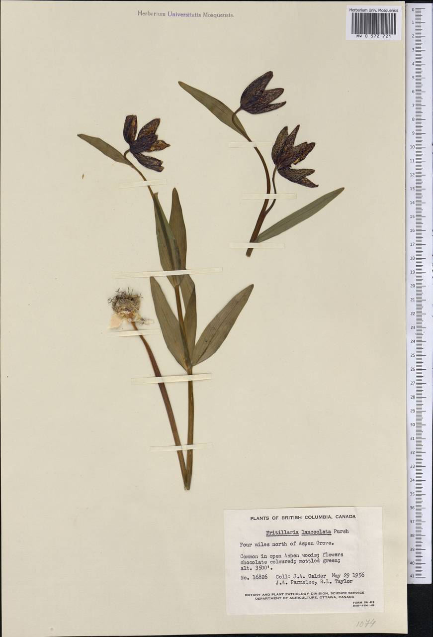 Fritillaria affinis (Schult. & Schult.f.) Sealy, America (AMER) (Canada)