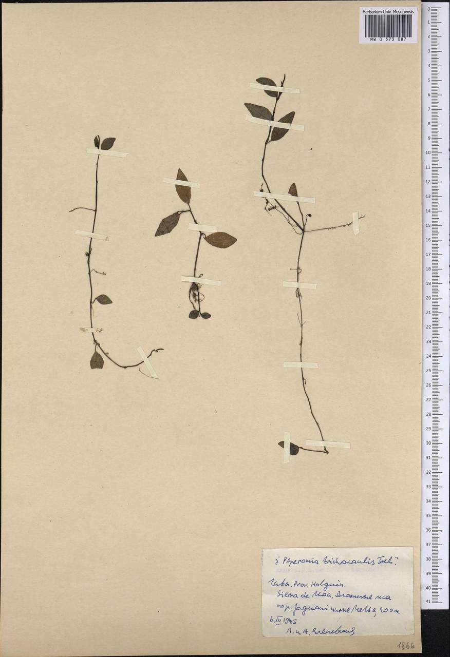 Peperomia cogniauxii Urb., America (AMER) (Cuba)