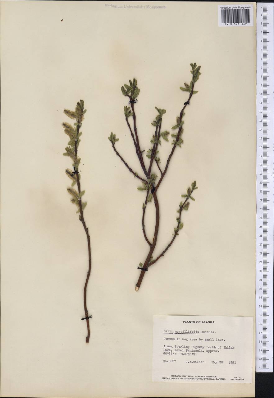 Salix myrtillifolia Anderss., America (AMER) (United States)