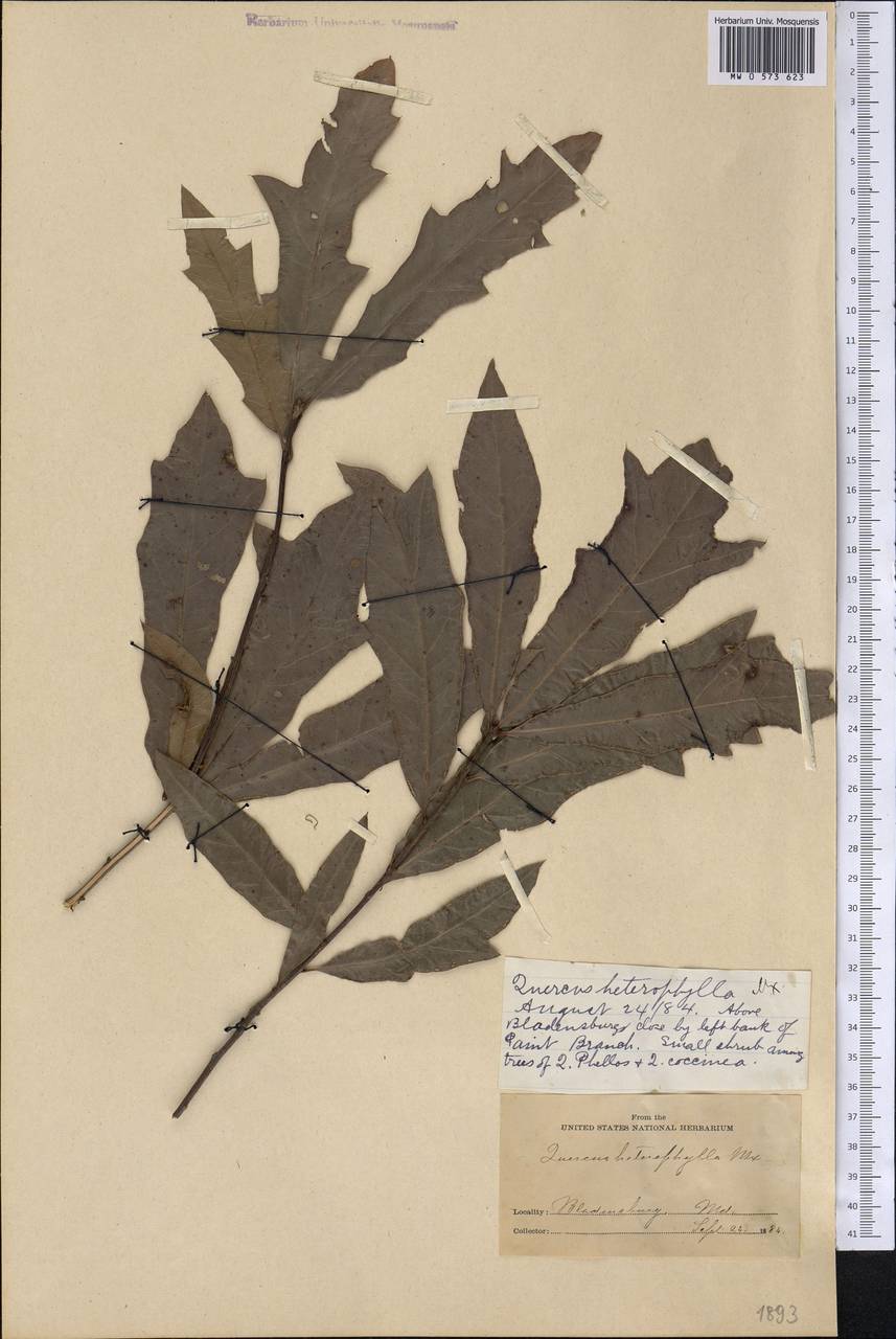 Quercus heterophylla F.Michx., America (AMER) (United States)