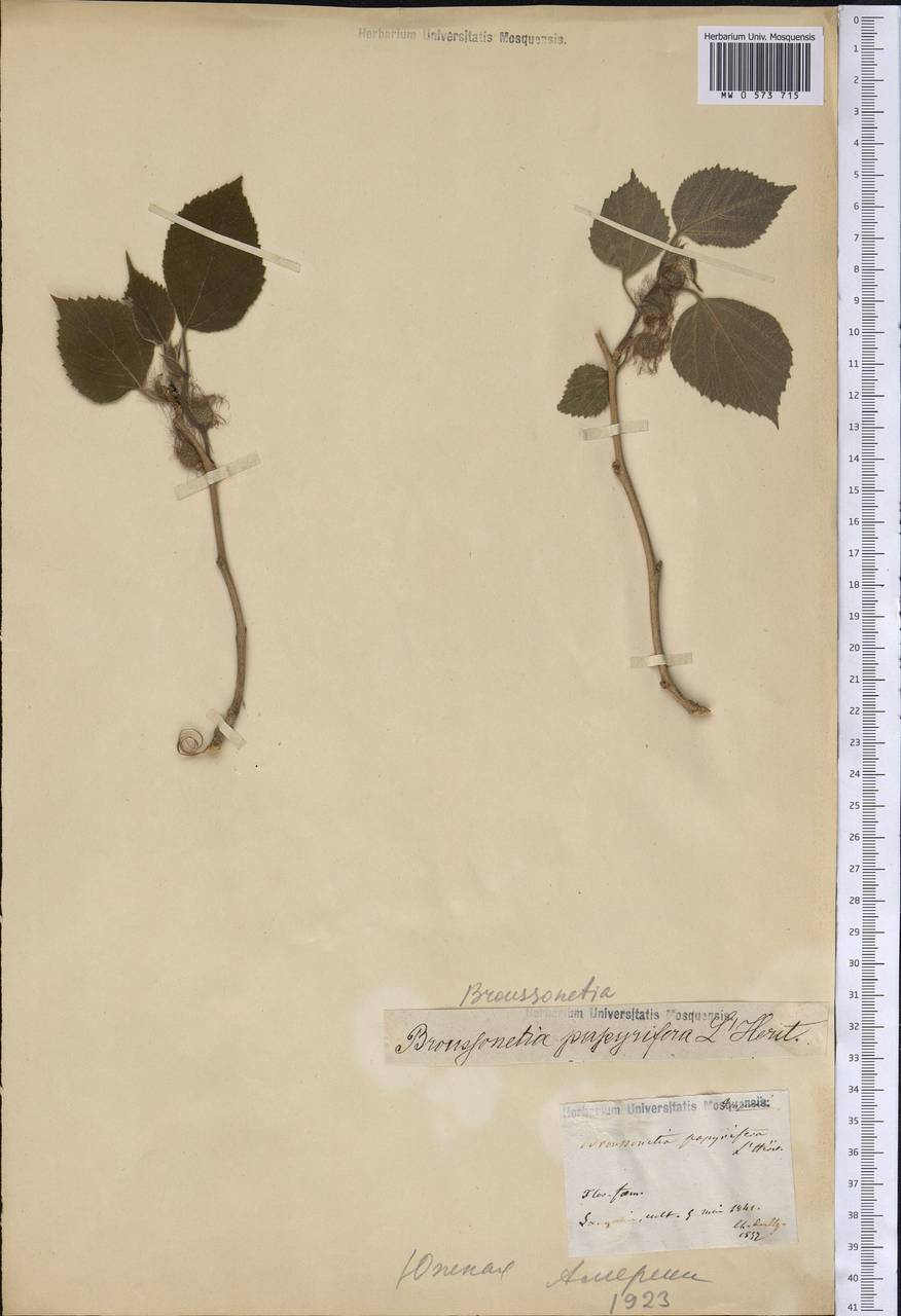 Broussonetia papyrifera (L.) Vent., America (AMER) (Not classified)