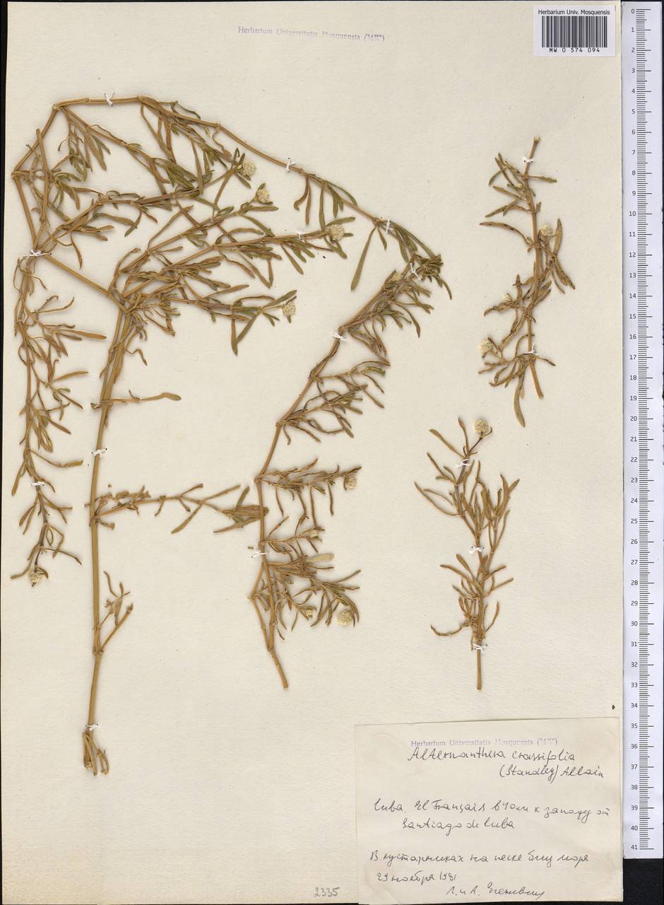 Alternanthera crassifolia (Standl.) Alain, America (AMER) (Cuba)