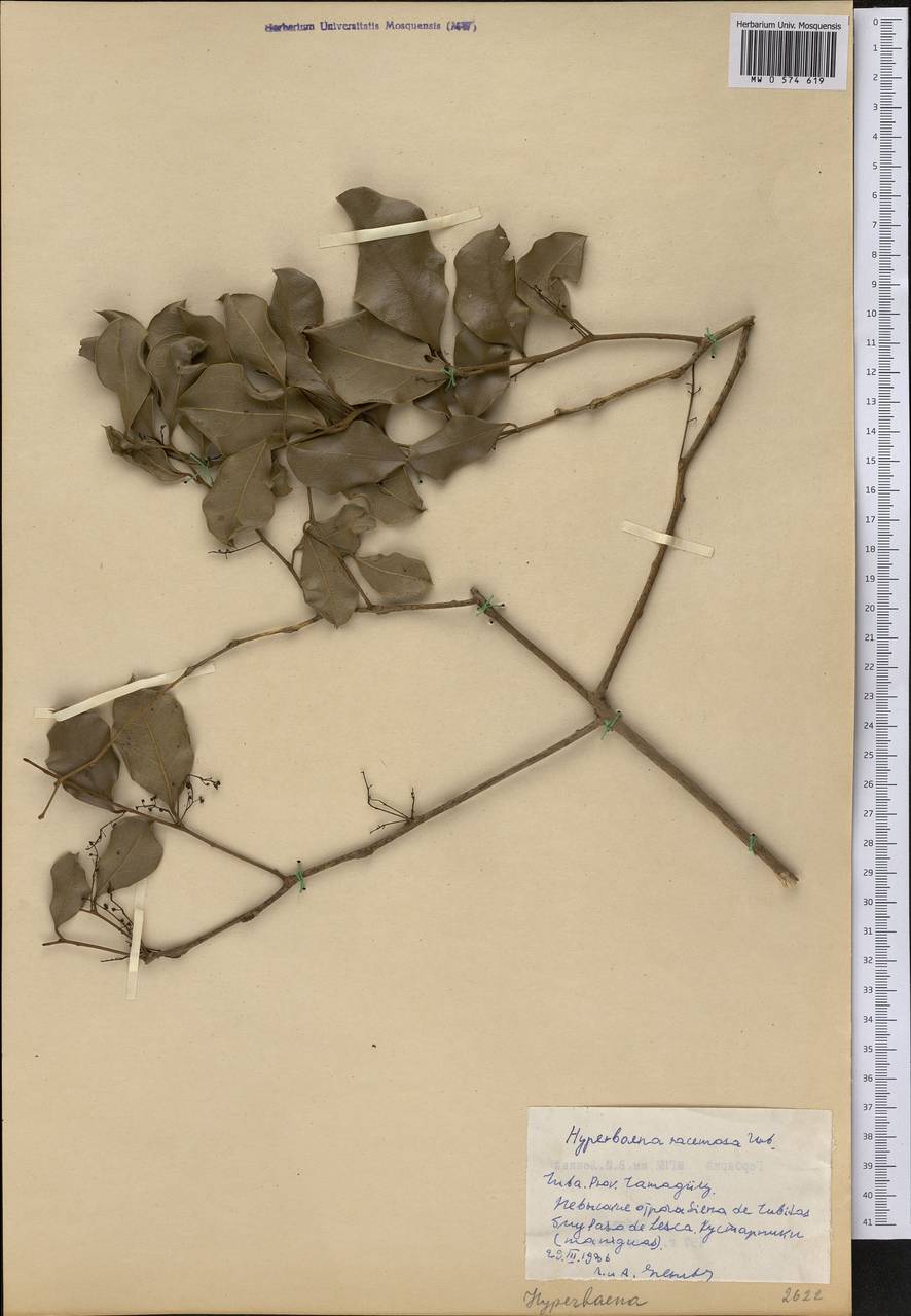 Hyperbaena cubensis (Griseb.) Urb., America (AMER) (Cuba)