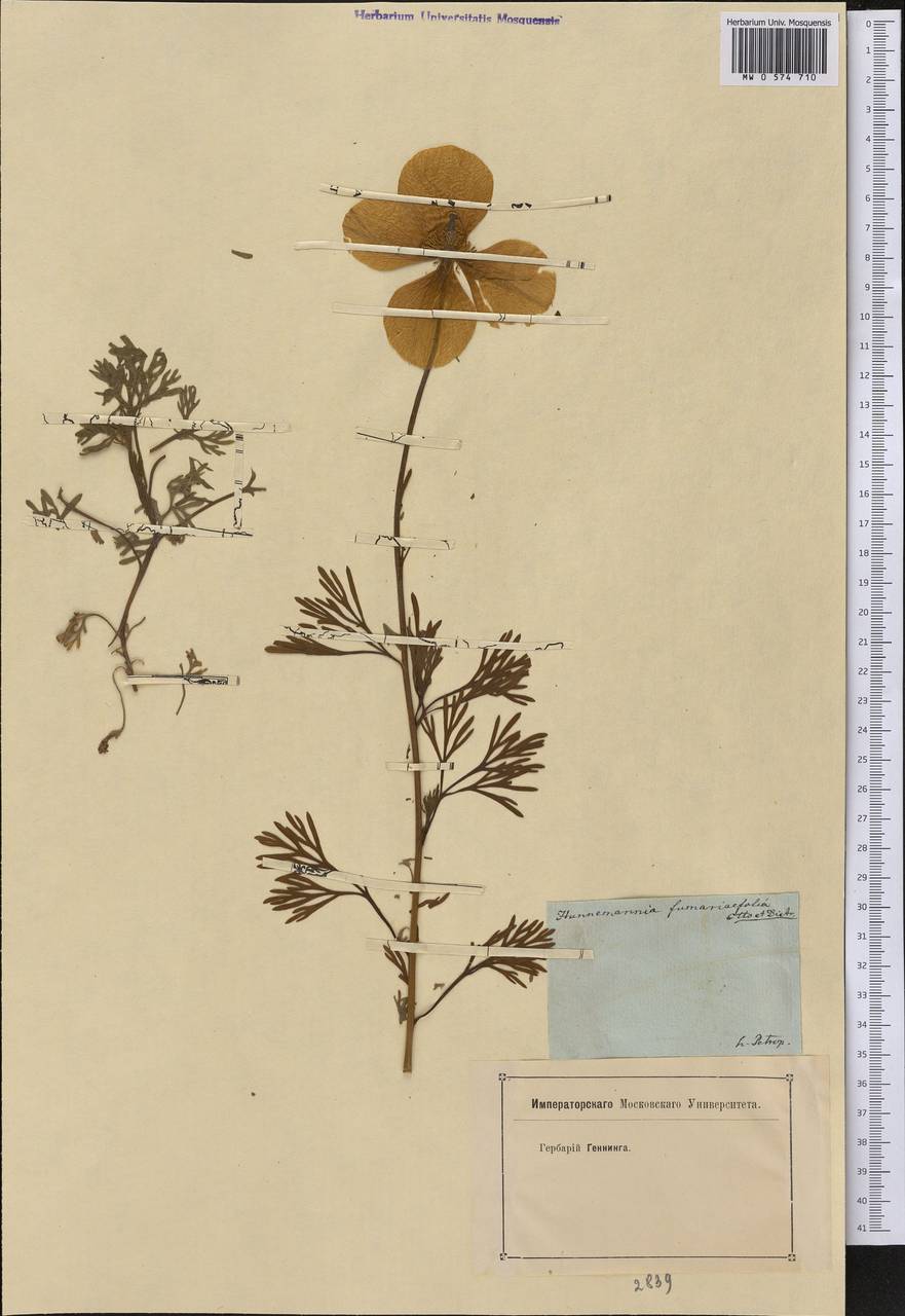 Hunnemannia fumariifolia Sweet, America (AMER) (Not classified)