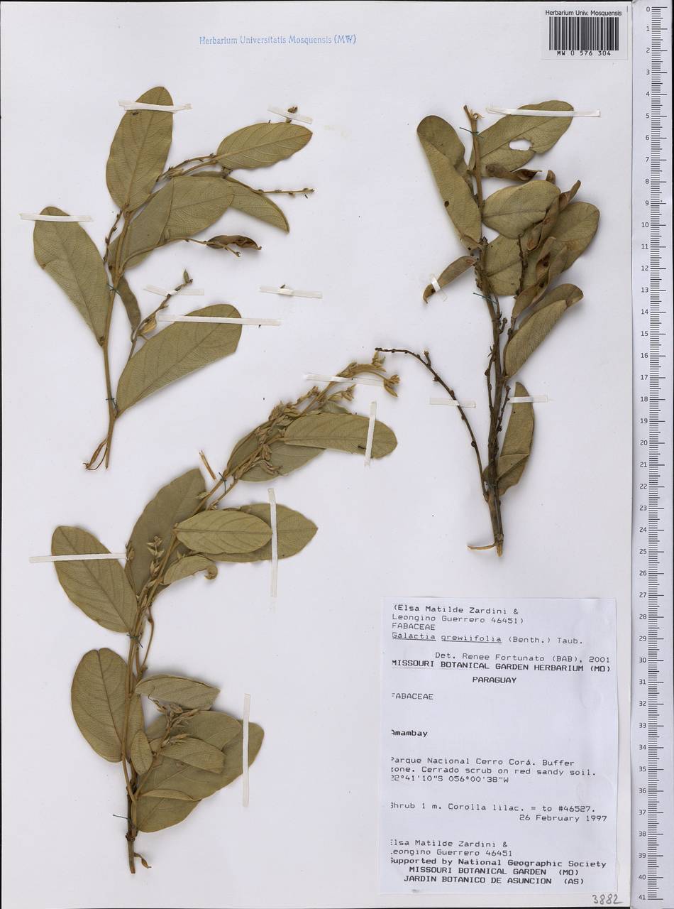 Galactia grewiifolia (Benth.)Taub., America (AMER) (Paraguay)