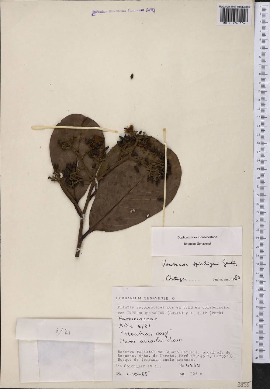 Vantanea spichigeri A.H. Gentry, America (AMER) (Peru)