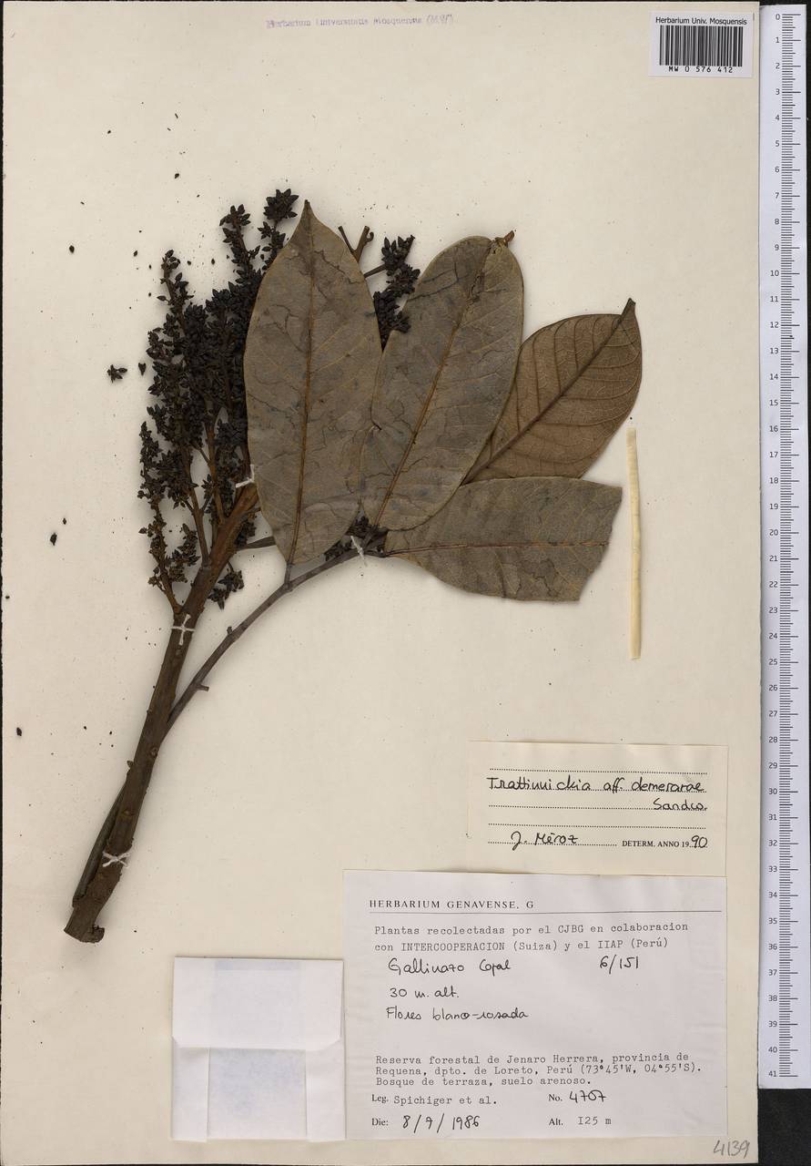 Trattinnickia demerarae Sandwith, America (AMER) (Peru)