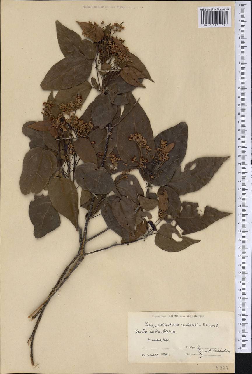 Berrya cubensis subsp. cubensis, America (AMER) (Cuba)