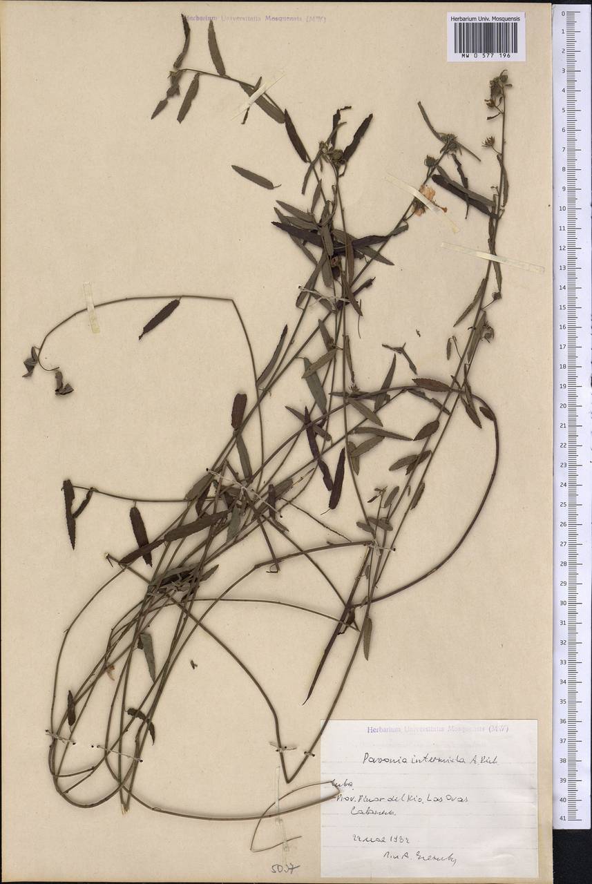 Pavonia intermixta A. Rich., America (AMER) (Cuba)