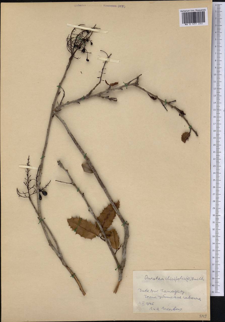 Ouratea ilicifolia (DC.) Baill., America (AMER) (Cuba)