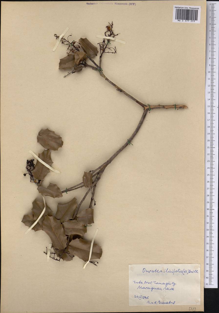 Ouratea ilicifolia (DC.) Baill., America (AMER) (Cuba)