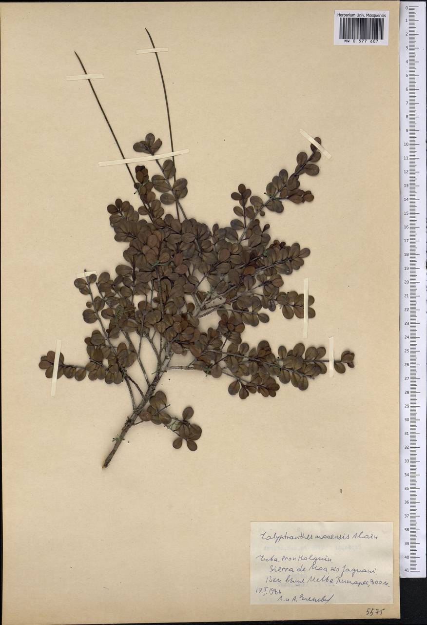 Calyptranthes moaensis Alain, America (AMER) (Cuba)