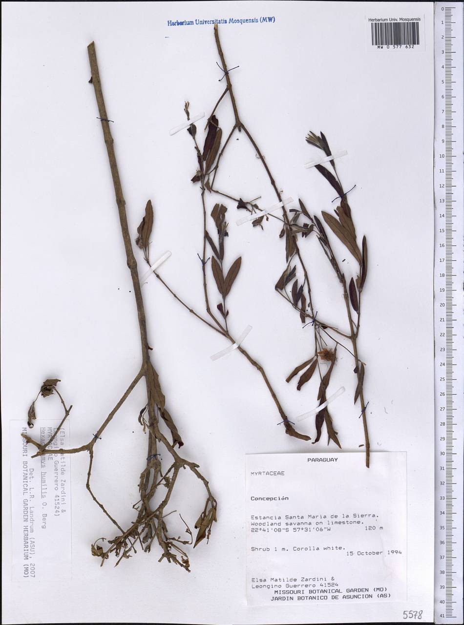 Eugenia anomala D. Legrand, America (AMER) (Paraguay)