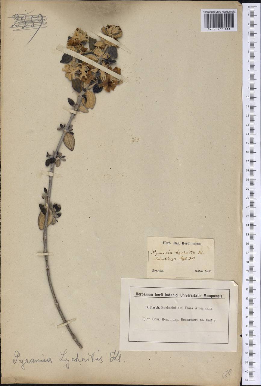 Trembleya laniflora (D. Don) Cogn., America (AMER) (Brazil)