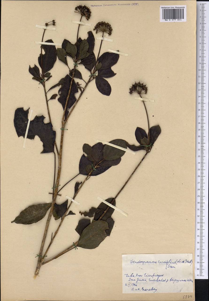 Dendropanax cuneifolius (C.Wright ex Griseb.) Seem., America (AMER) (Cuba)