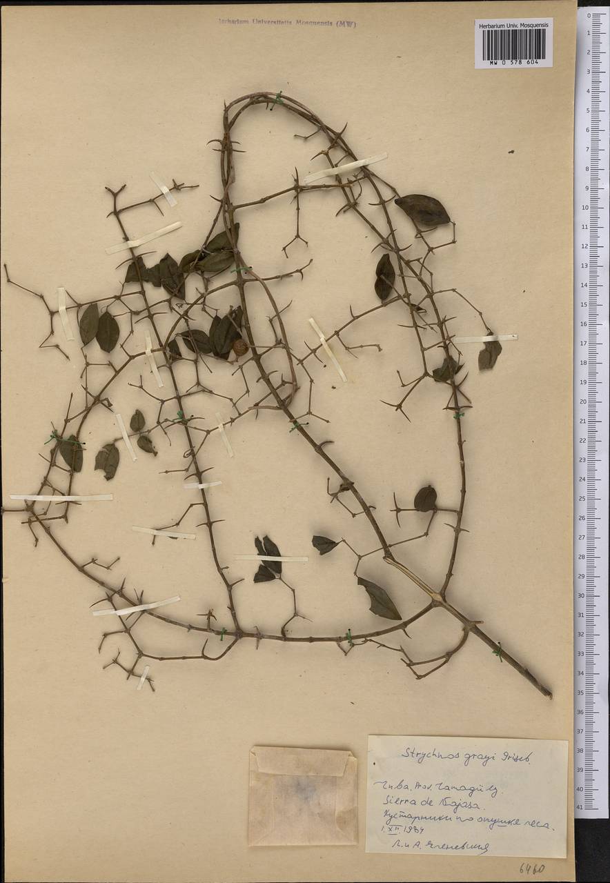 Strychnos grayi Griseb., America (AMER) (Cuba)