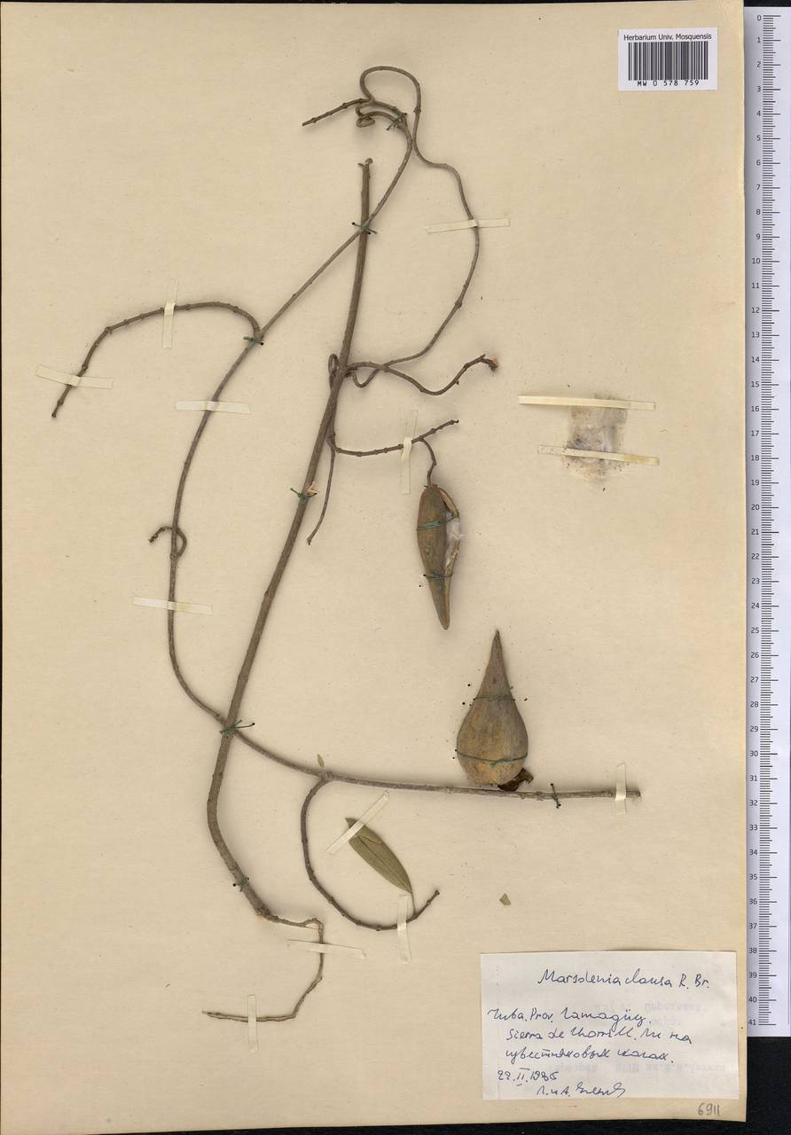 Ruehssia clausa (R. Br.) Liede, S. Reuss & Meve, America (AMER) (Cuba)