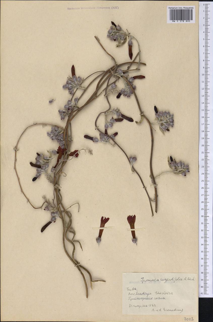 Ipomoea argentifolia A. Rich., America (AMER) (Cuba)