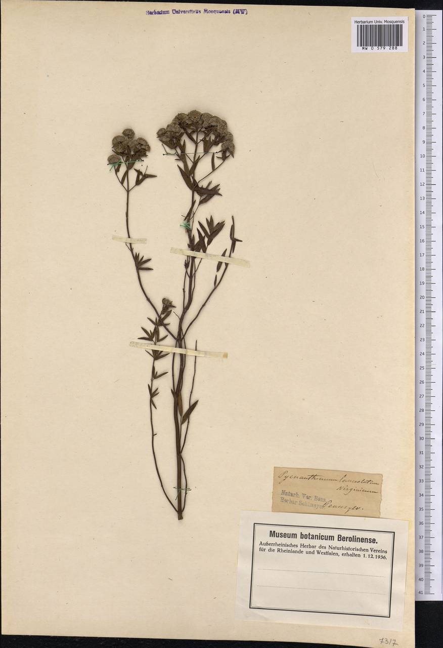Pycnanthemum virginianum (L.) T.Durand & B.D.Jacks. ex B.L.Rob. & Fernald, America (AMER) (United States)