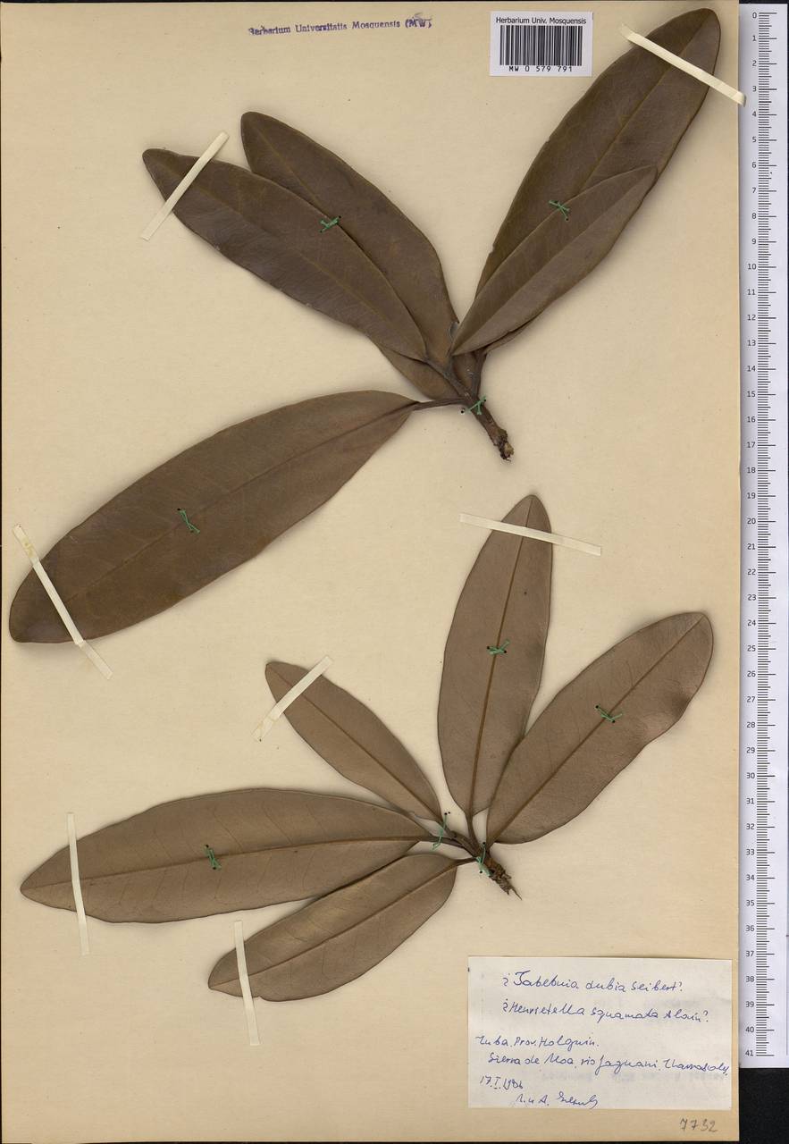 Tabebuia dubia (C. Wright) Britton ex Seibert, America (AMER) (Cuba)