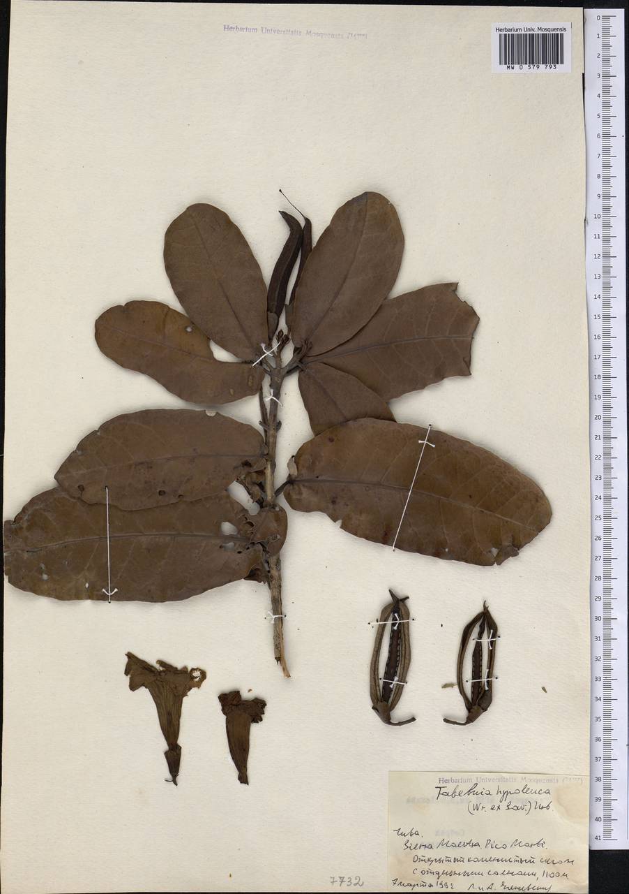 Tabebuia hypoleuca (Wr. ex Sauv.) Urb., America (AMER) (Cuba)