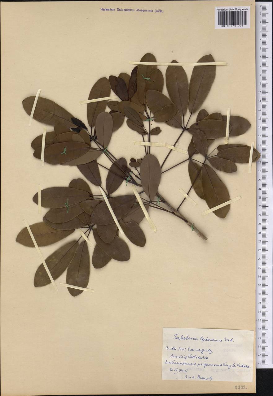 Tabebuia lepidophylla (A. Rich.) Greenm. ex Combs, America (AMER) (Cuba)