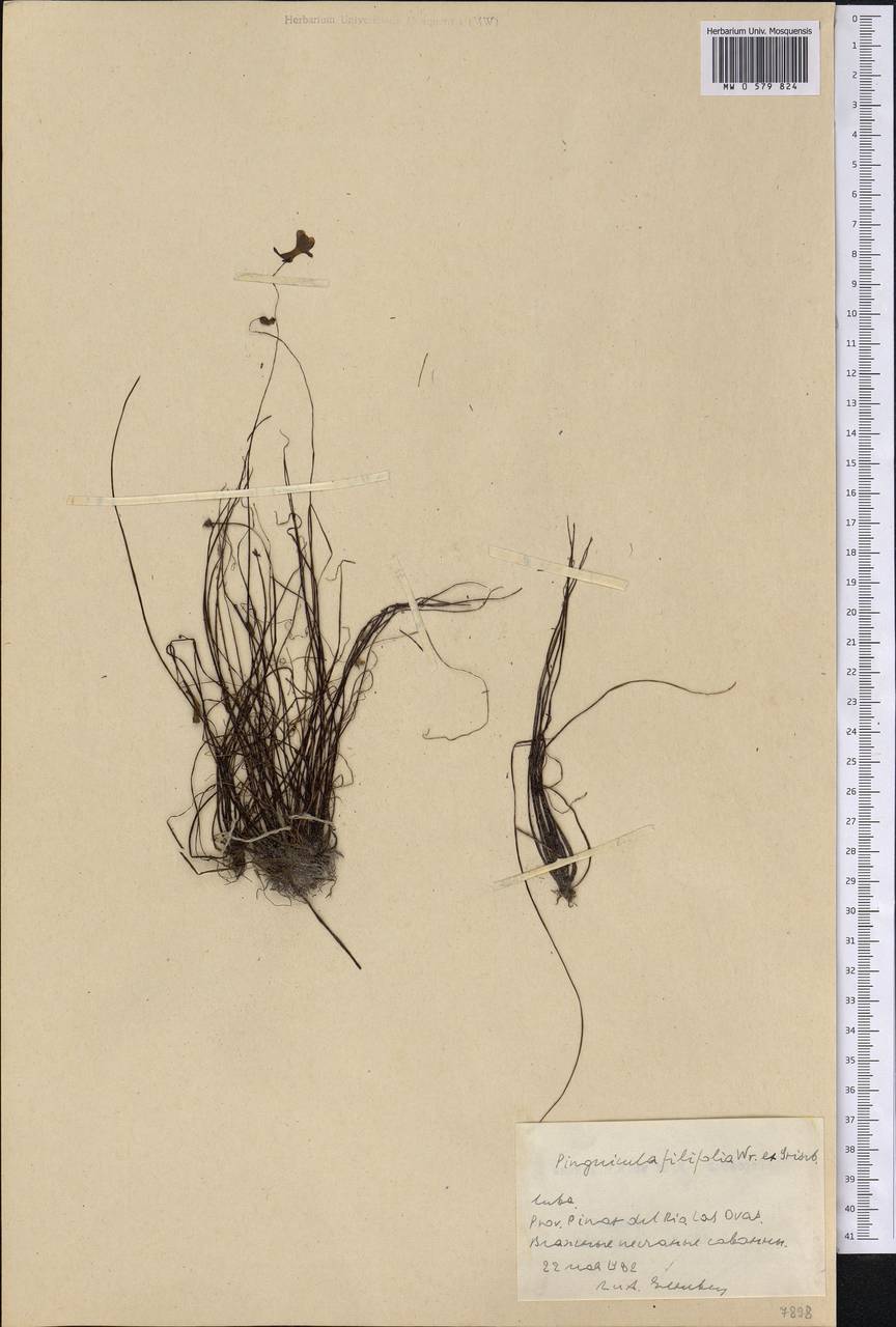 Pinguicula filifolia Wright ex Griseb., America (AMER) (Cuba)