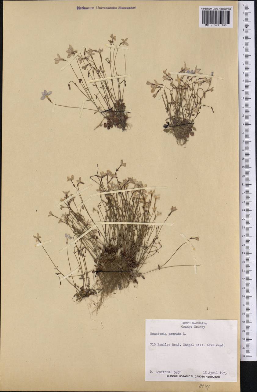 Houstonia caerulea L., America (AMER) (United States)