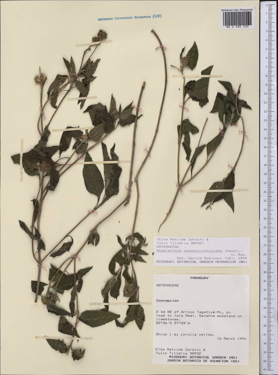 Dimerostemma pseudosilphioides (Hassl.) M.D.Moraes, America (AMER) (Paraguay)