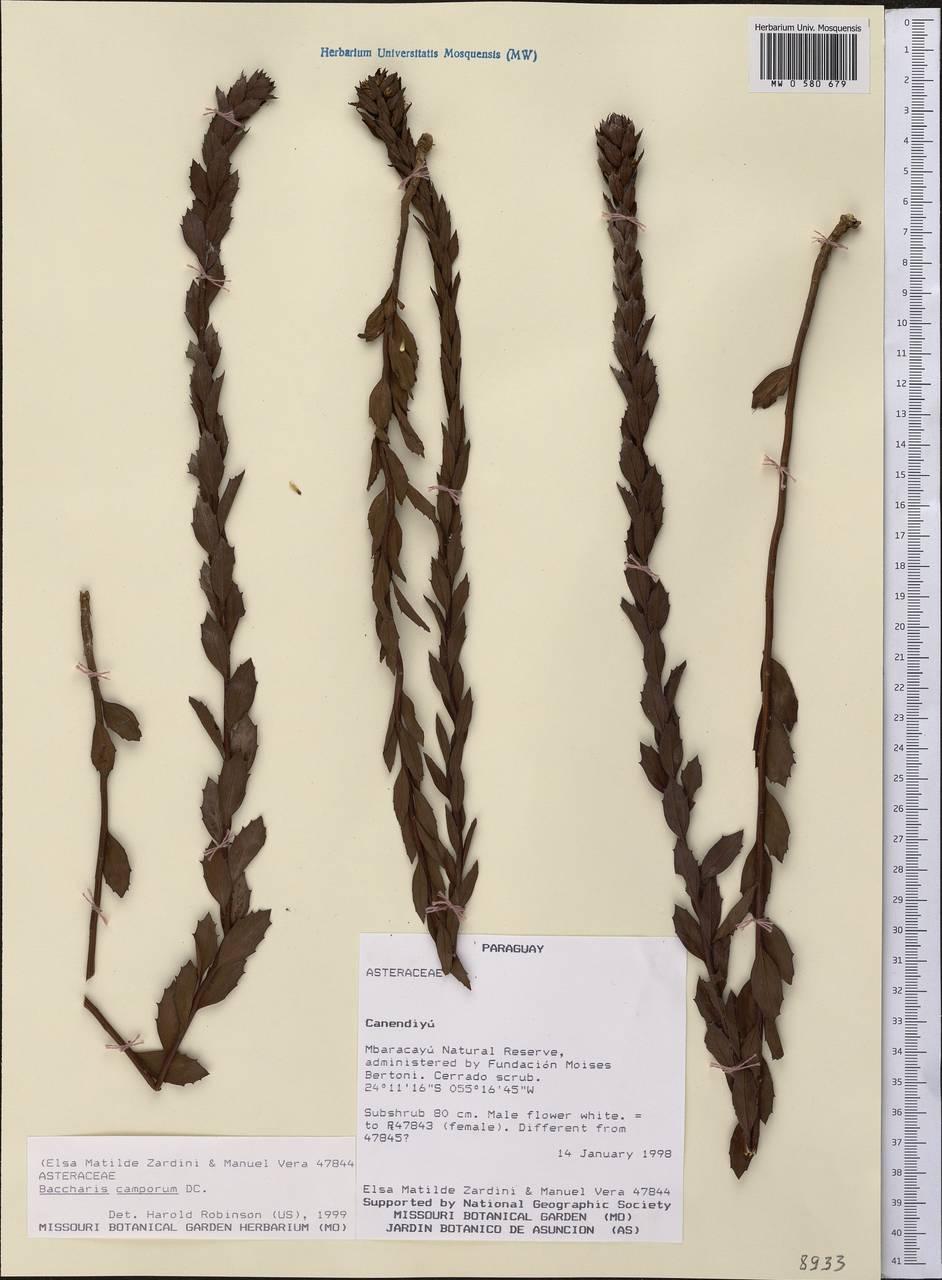 Baccharis camporum DC., America (AMER) (Paraguay)
