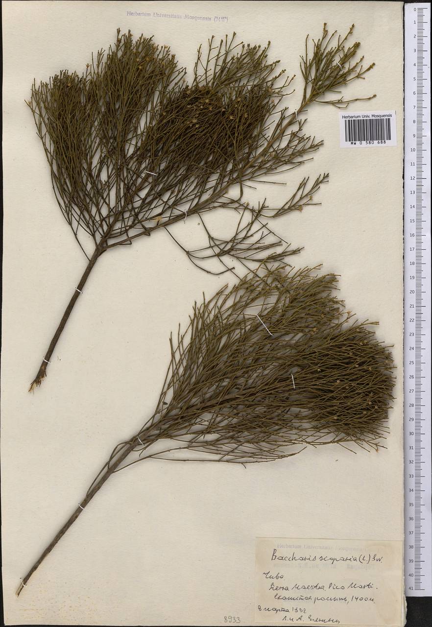 Baccharis scoparia (L.) Sw., America (AMER) (Cuba)