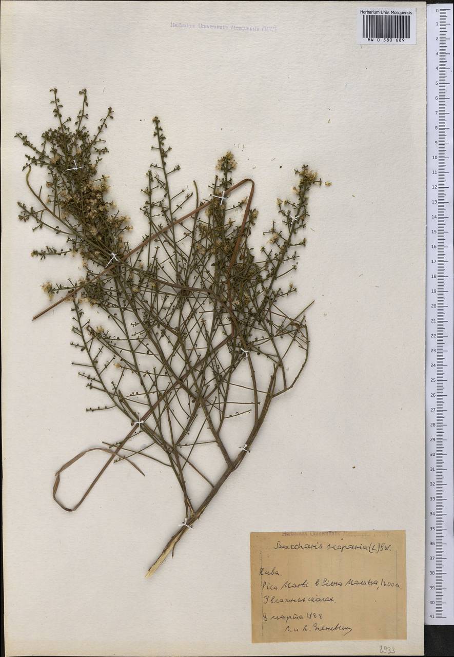 Baccharis scoparia (L.) Sw., America (AMER) (Cuba)