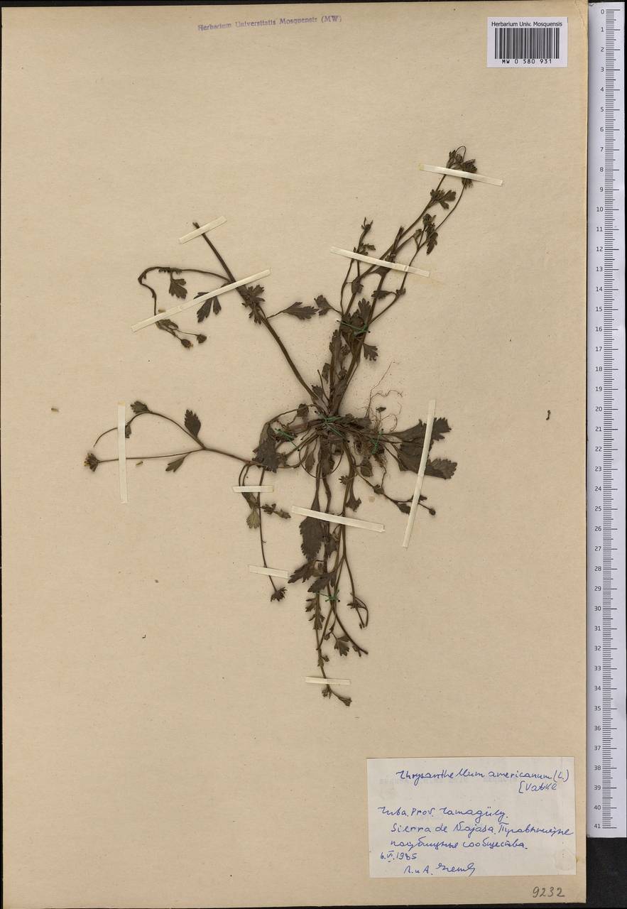 Chrysanthellum americanum (L.) Vatke, America (AMER) (Cuba)