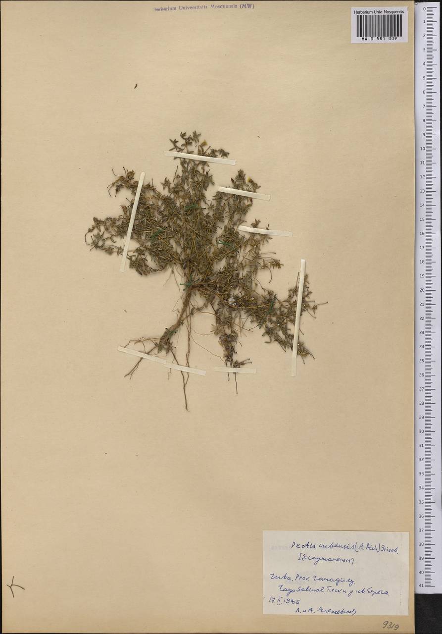 Pectis cubensis (A. Rich.) Griseb., America (AMER) (Cuba)