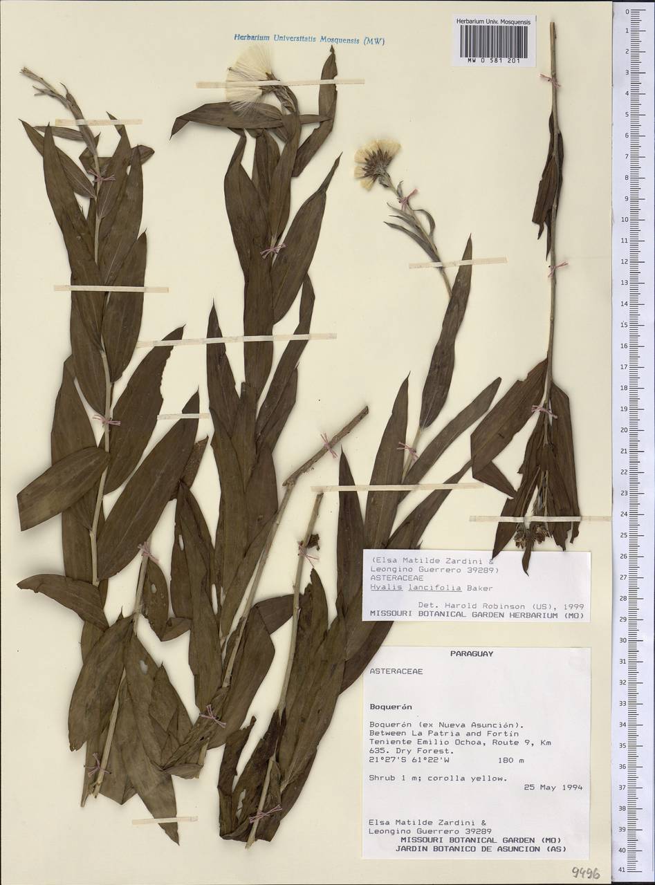 Hyalis lancifolia Baker, America (AMER) (Paraguay)