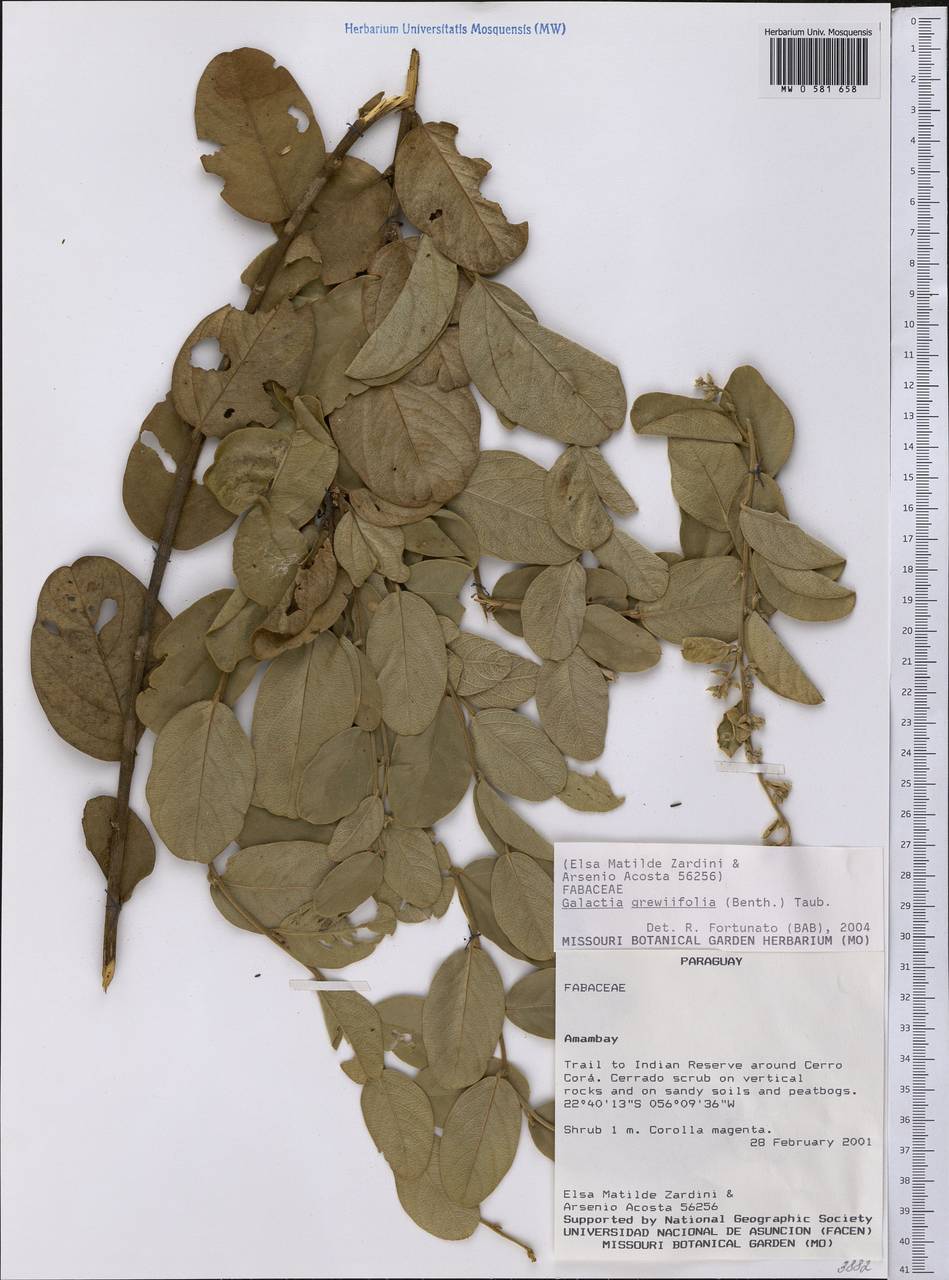 Galactia grewiifolia (Benth.)Taub., America (AMER) (Paraguay)