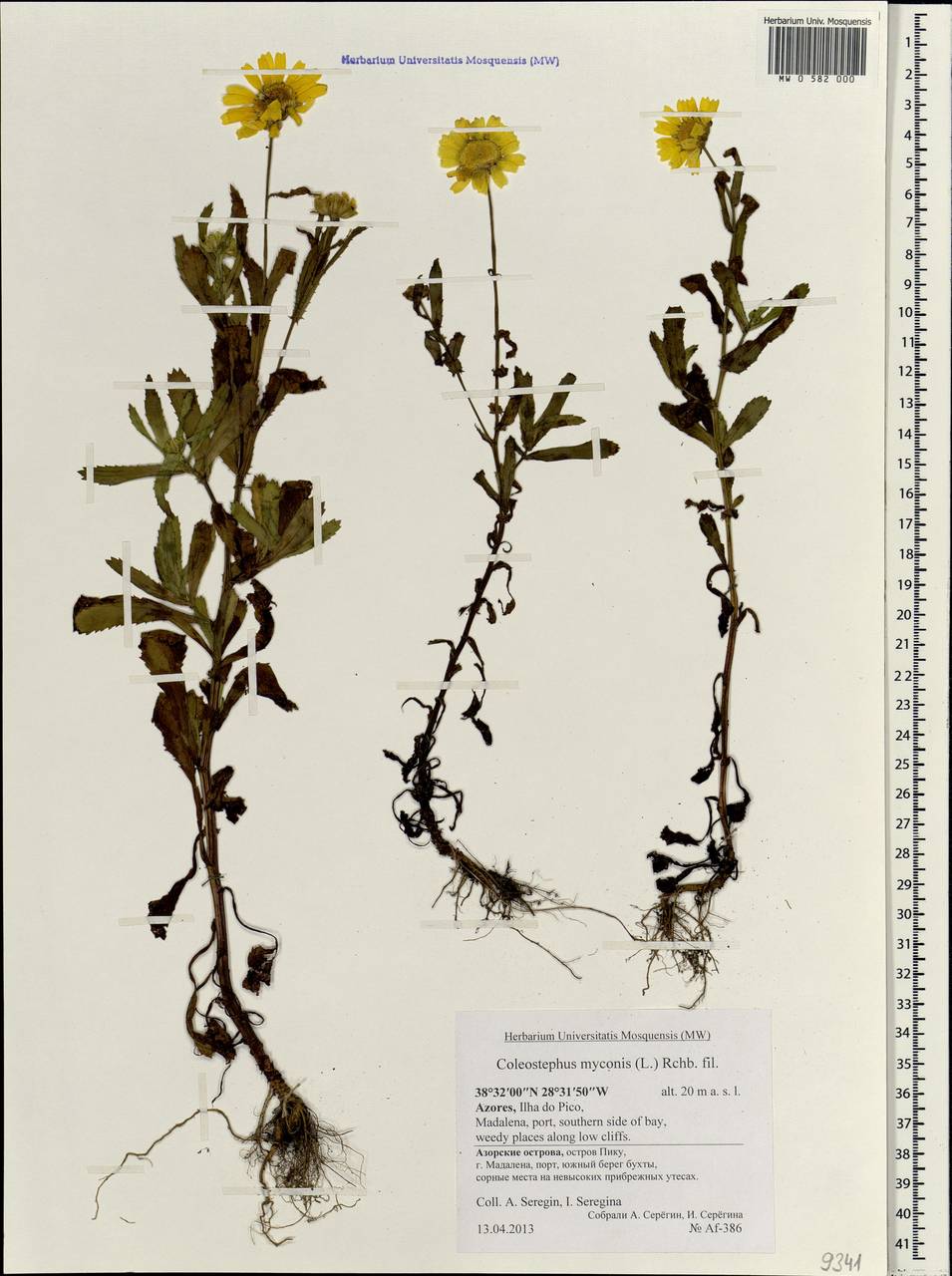 Coleostephus myconis (L.) Rchb.f., Africa (AFR) (Portugal)