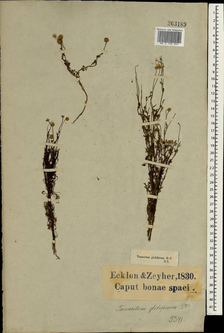 Oncosiphon piluliferum (L. fil.) M. Källersjö, Africa (AFR) (South Africa)