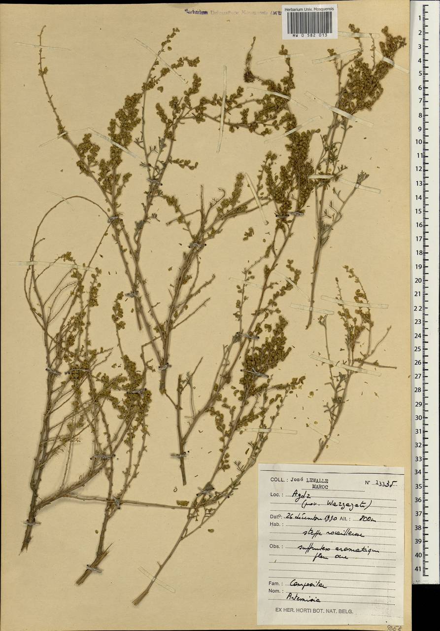 Artemisia, Africa (AFR) (Morocco)