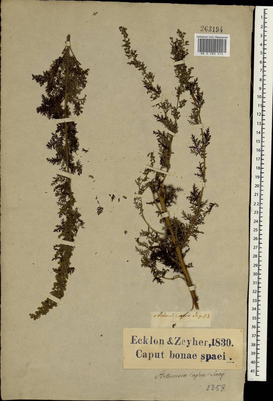 Artemisia afra Jacq., Africa (AFR) (South Africa)